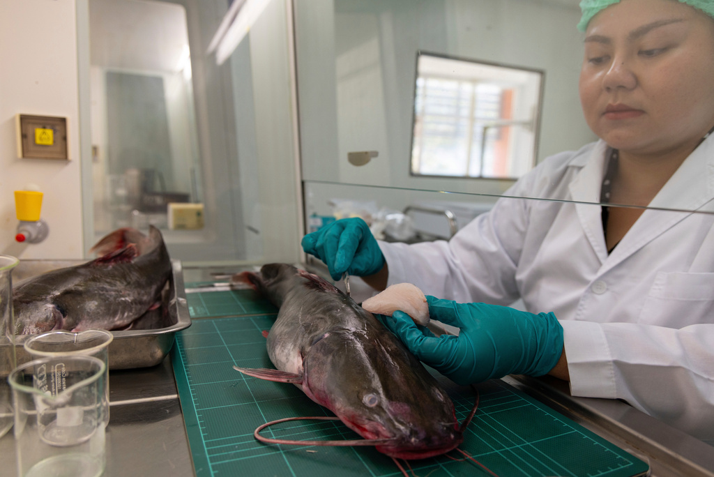Researcher Warakorn Maneechuket collects a fish sample at a Naresuan University laboratory in Phitsanulok, Thailand, Thursday, Feb. 19, 2026. (AP Photo/Anton L. Delgado)