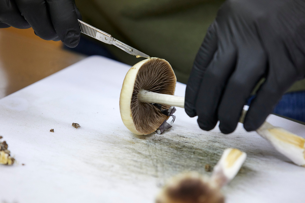 FILE - A grower cuts psilocybin mushrooms to prepare for distribution in Springfield, Ore., Monday, Aug. 14, 2023. (AP Photo/Craig Mitchelldyer, File)