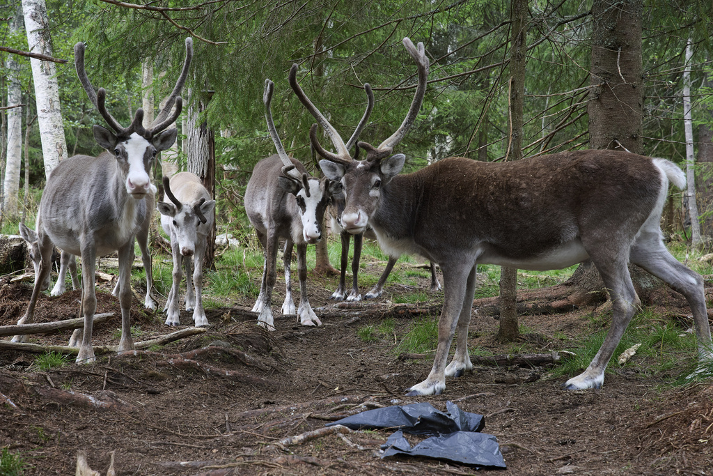 Reindeer stand at a farm in Lulea, Sweden, Saturday, Aug. 16, 2025. (AP Photo/Malin Haarala)