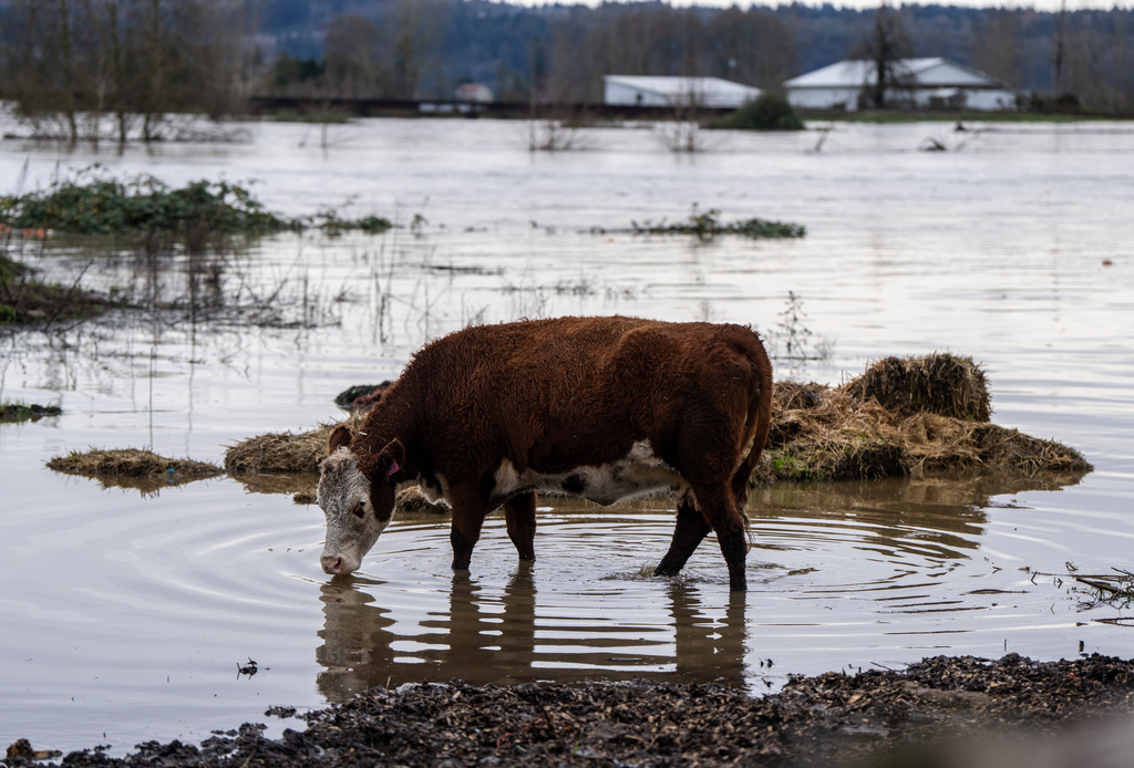 A cow drinks from the flooded Snohomish River in Snohomish, Wash., Thursday, Dec. 11, 2025. (AP Photo/Stephen Brashear)