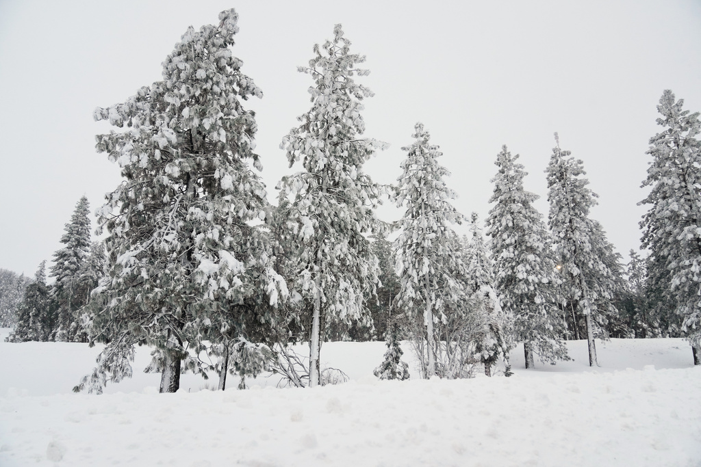 Snow comes down on pine trees during a storm Wednesday, Feb. 18, 2026, in in Placer County, Calf. (AP Photo/Godofredo A. Vásquez)