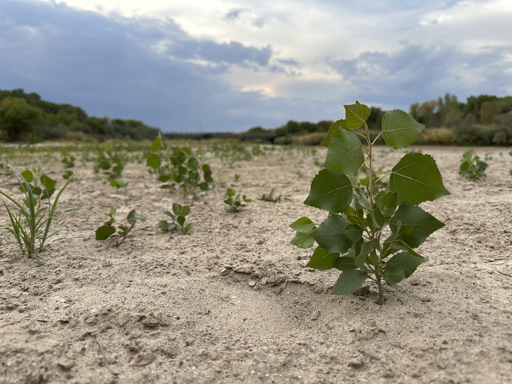 Cottonwood seedlings take root in a sandbar in the Rio Grande's dry riverbed in Albuquerque, N.M., on Thursday, Aug. 21, 2025. (AP Photo/Susan Montoya Bryan)