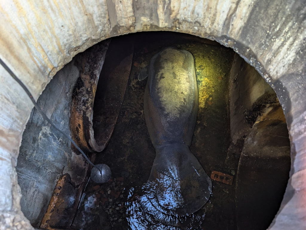 This photo provided by Brevard County Fire Rescue shows members of Brevard County Fire Rescue help rescue a manatee that was stuck in a storm drain on Monday, Feb. 9, 2026 in Melbourne Beach, Fla. (Brevard County Fire Rescue via AP)