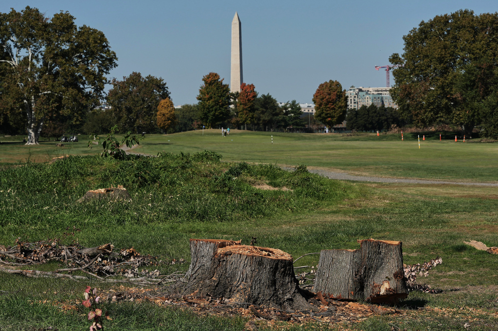 The Washington Monument is seen past stumps of removed trees at East Potomac Park Golf Course, Monday, Oct. 26, 2026, in Washington. (AP Photo/Julia Demaree Nikhinson)