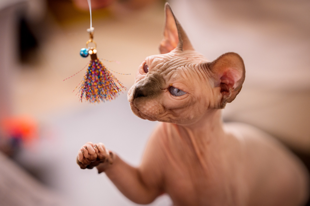 A Sphynx cat plays during a judging session of an international feline beauty competition, dubbed the Feline Oscars, featuring more than 200 cats, in Bucharest, Romania, Saturday, Sept. 26, 2026. (AP Photo/Vadim Ghirda)