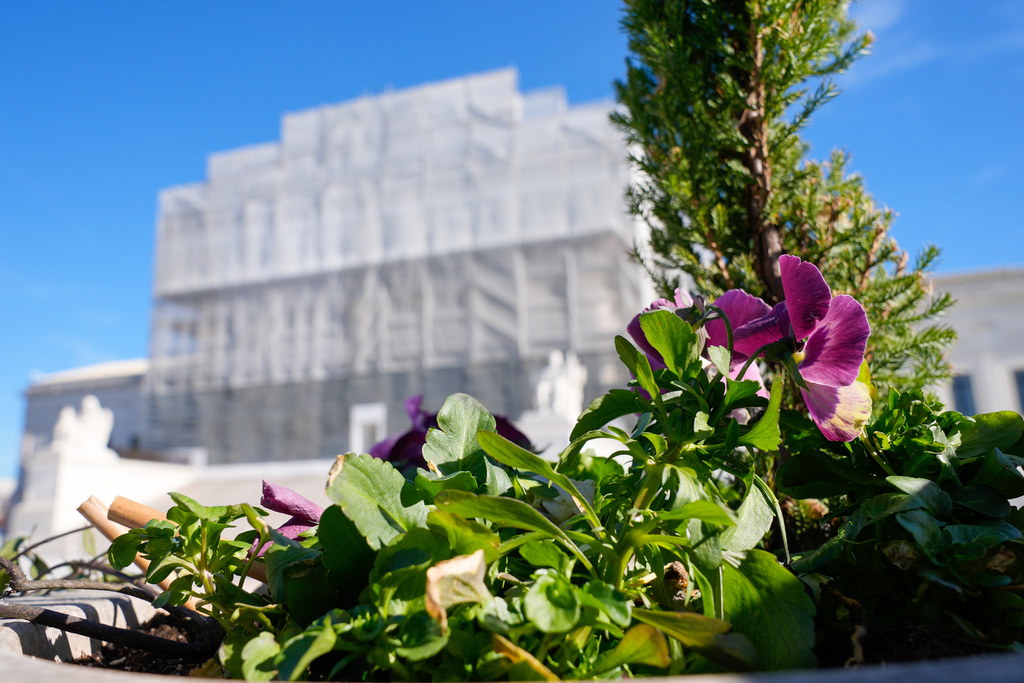 With flowers in the foreground, construction on the front of the U.S. Supreme Court continues Monday, Nov. 24, 2025, in Washington. (AP Photo/Mariam Zuhaib)