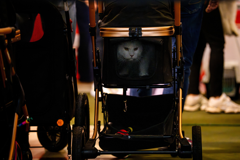 A cat sits in a stroller before a judging session at an international feline beauty competition, dubbed the Feline Oscars, featuring more than 200 cats, in Bucharest, Romania, Saturday, March 21, 2026. (AP Photo/Andreea Alexandru)