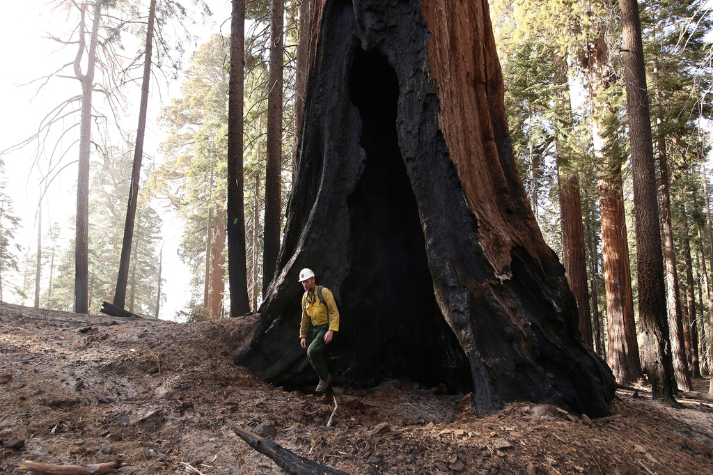FILE - Assistant Fire Manager Leif Mathiesen, of the Sequoia & Kings Canyon Nation Park Fire Service, walks near a burned-out sequoia tree from the Redwood Mountain Grove which was devastated by the KNP Complex fires in the Kings Canyon National Park, Calif., Nov. 19, 2021. (AP Photo/Gary Kazanjian, File)