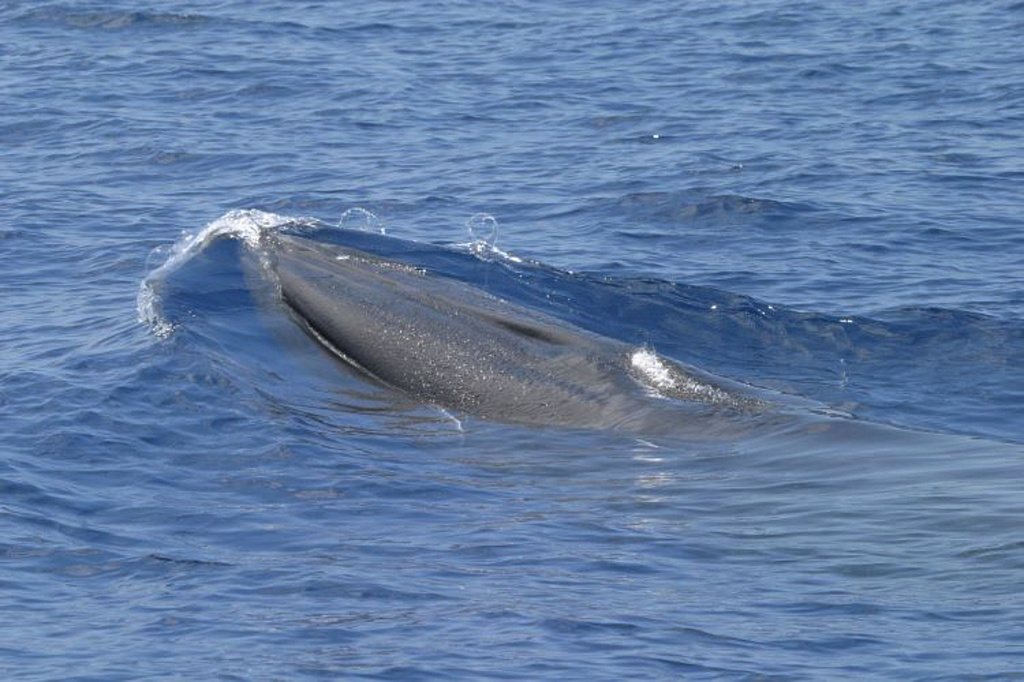This photo provided by NOAA Fisheries shows a Rice’s whale at the surface in the Gulf of Mexico. (NOAA Fisheries (Permit #779-1633) via AP)