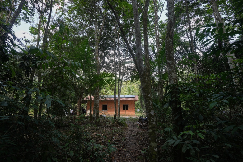 A house is visible in the jungle at a quilombola, an Afro-descendant community called Menino Jesus in Acara, Brazil, Tuesday, Nov. 18, 2025. (AP Photo/Fernando Llano)