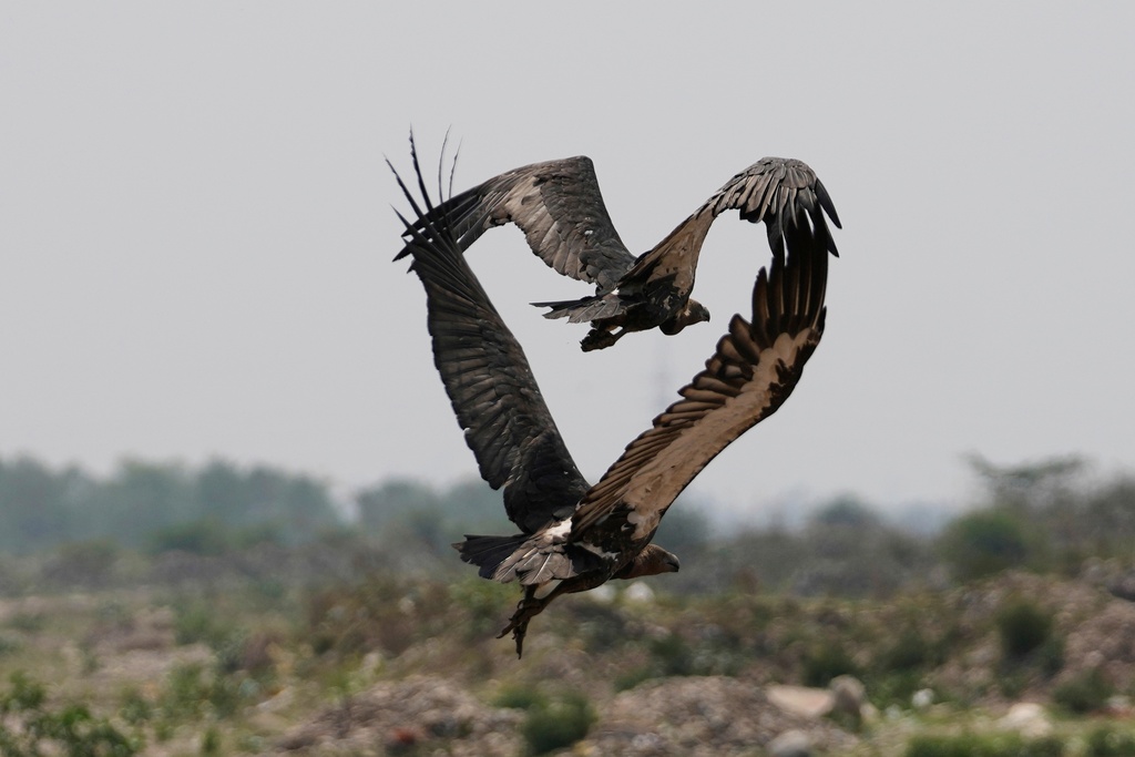 Vultures fly over the decomposed body of an animal, unseen, in Jammu, India, May 27, 2025. (AP Photo/Channi Anand, File)