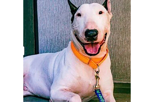 FILE - This undated photo provided by Florida Department of Highway Safety and Motor Vehicles shows a dog nicknamed Trooper, who was found abandoned along Interstate 75 in Tampa, Fla., as residents evacuated Florida's Gulf Coast last week shortly before Hurricane Milton made landfall. (Florida Department of Highway Safety and Motor Vehicles via AP, file) FILE - This undated photo provided by Florida Department of Highway Safety and Motor Vehicles shows a dog nicknamed Trooper, who was found abandoned along Interstate 75 in Tampa, Fla., as residents evacuated Florida's Gulf Coast last week shortly before Hurricane Milton made landfall. (Florida Department of Highway Safety and Motor Vehicles via AP, file)