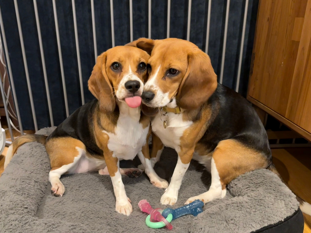 This 2025 photo provided by Matt Walker shows Alfie and Bailey, gene-edited hypoallergenic dogs, in New York. (Matt Walker via AP)