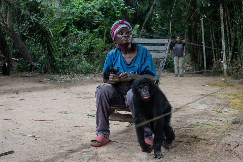 Micheline Nzonzi cares for an infant bonobo at the Lola ya Bonobo sanctuary in Kinshasa, Democratic Republic of the Congo, Wednesday, April 8, 2026. (AP Photo/Samy Ntumba Shambuyi)