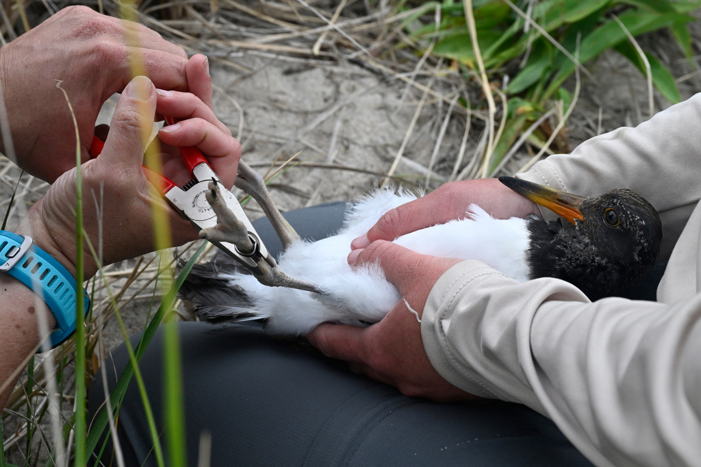 A juvenile oystercatcher is tagged by Wildlife Biologist Maureen Durkin, left, at Trustom Pond National Wildlife Refuge in South Kingstown, R.I., June 19, 2026. (AP Photo/Jessica Hill)