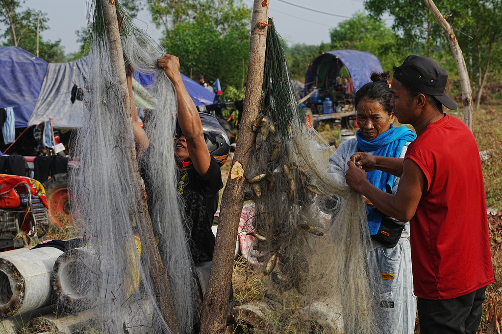 People take off fish from net for their meal as they take refuge in Srey Snam, Siem Reap province, Cambodia Wednesday, Dec. 10, 2025, after fleeing from home following a fighting between Thailand and Cambodia over territorial claims. (AP Photo/Heng Sinith)