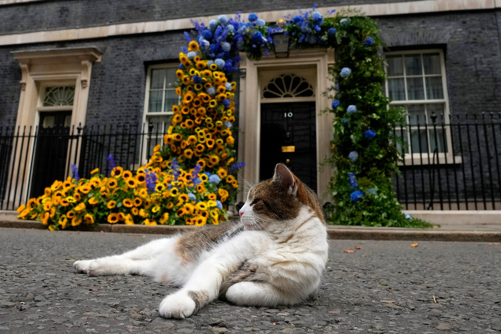 FILE - Larry the Cat, Britain's Chief Mouser to the Cabinet Office, sits in front of the flower decoration featuring sunflowers, outside 10 Downing street, in the national Ukrainian colours, on Ukraine Independence Day in London, Wednesday, Aug. 24, 2022. (AP Photo/Frank Augstein, File)