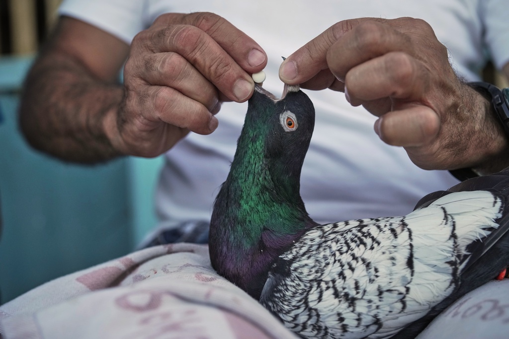 Ibrahim Ammar gives flu medication to a pigeon on the rooftop of his building where he and his wife leave out food for birds in Chiyah, the southern suburbs of Beirut, Lebanon, Saturday, July 12, 2025. (AP Photo/Hassan Ammar)