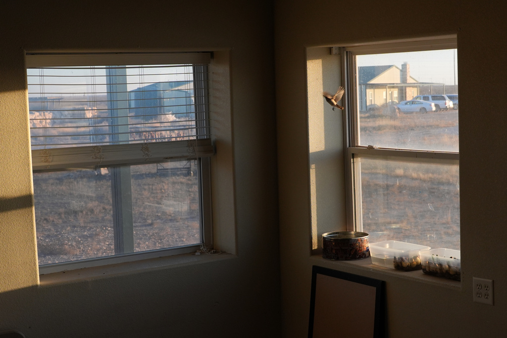 A bird flies from a window sill inside the Mayflower Church community hall in Midland, Texas, Jan. 19, 2025. (AP Photo/Rebecca Blackwell)