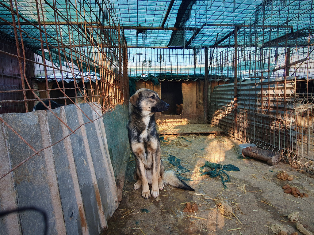 In this image provided by the Four Paws animal welfare organization a dog sits in an enclosure at a shelter in Vaslui, Romania, Jan. 18, 2026. (Vier Pfoten via AP)