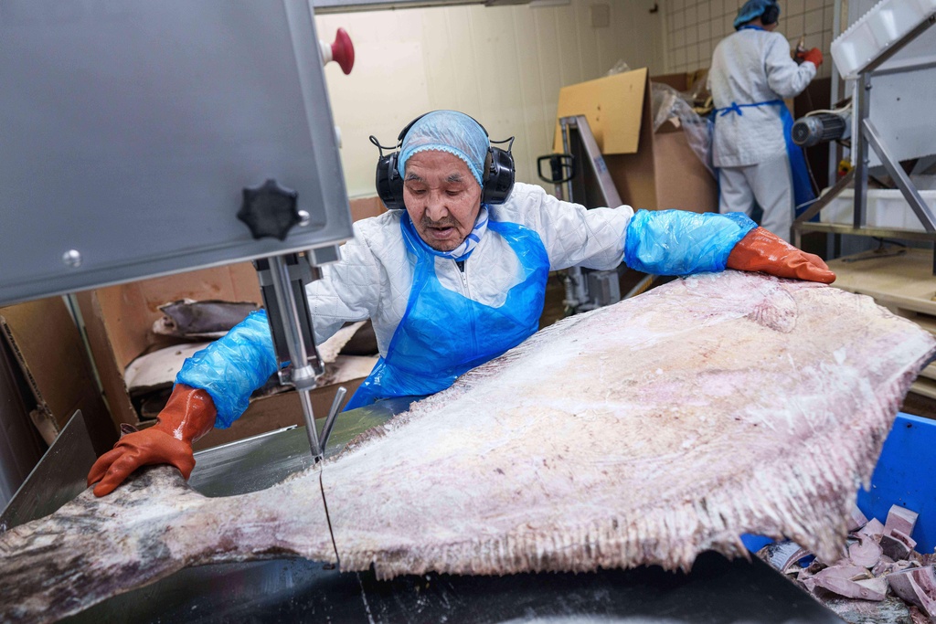 A worker at Royal Greenland seafood company cuts up halibut in Nuuk, Greenland, on Wednesday, Jan. 21, 2026. (AP Photo/Evgeniy Maloletka)