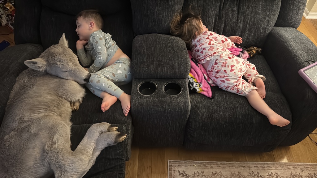 In this photo provided by Macey Sorrell, 3-year-old Gregory Sorrell cuddles with a calf his family brought indoors during extreme cold temperatures in Mount Sterling, Ky., on Saturday, Jan. 24, 2026. At right is his sister, Charlee Sorrell, 2. (Courtesy Macey Sorrell via AP)