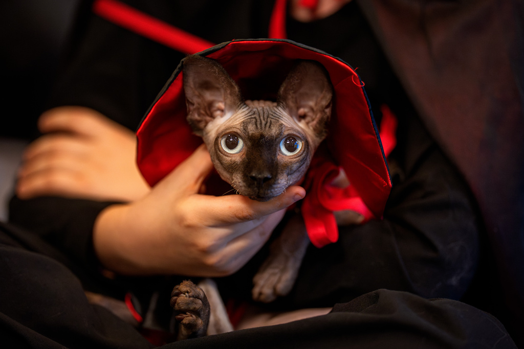 Haya, held by its owner, wears a matching Dracula costume during a lookalike costume parade at the Pet Expo in Bucharest, Romania, Saturday, March 14, 2026. (AP Photo/Vadim Ghirda)