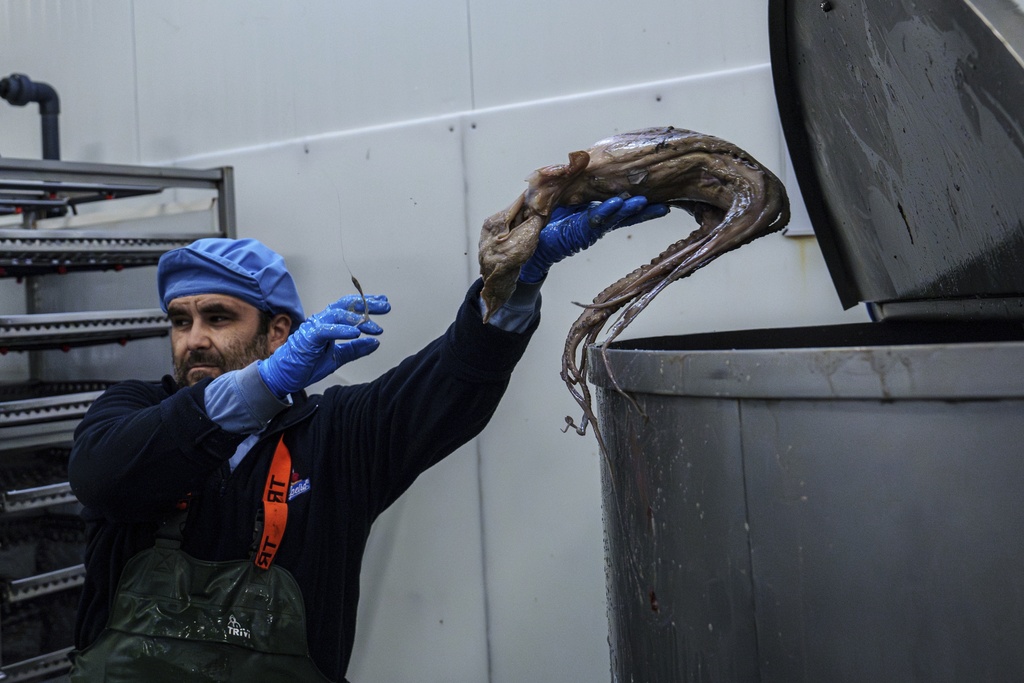 An octopus is thrown into a vat at Frigorificos Arcos SL on Wednesday, June 25, 2025, in O Carballino, Spain. (AP Photo/Annika Hammerschlag)