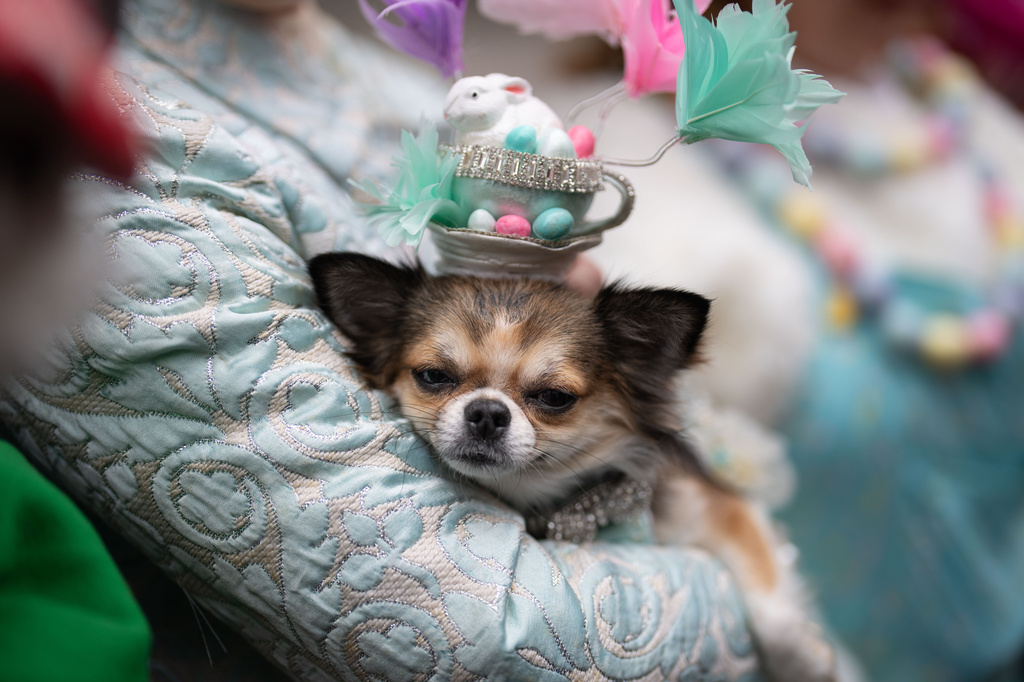 A chihuahua dog named Bianca wears a hat during the Easter Bonnet Parade on Fifth Avenue, Sunday, April 5, 2026, in New York. (AP Photo/Adam Gray)
