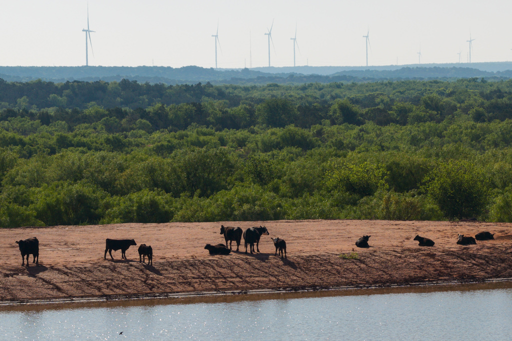 FILE - Cattle rest near the edge of a pond with wind turbines in the background amid a drought in Foard County, Texas, April 25, 2026. (AP Photo/Jon Shapley, File)