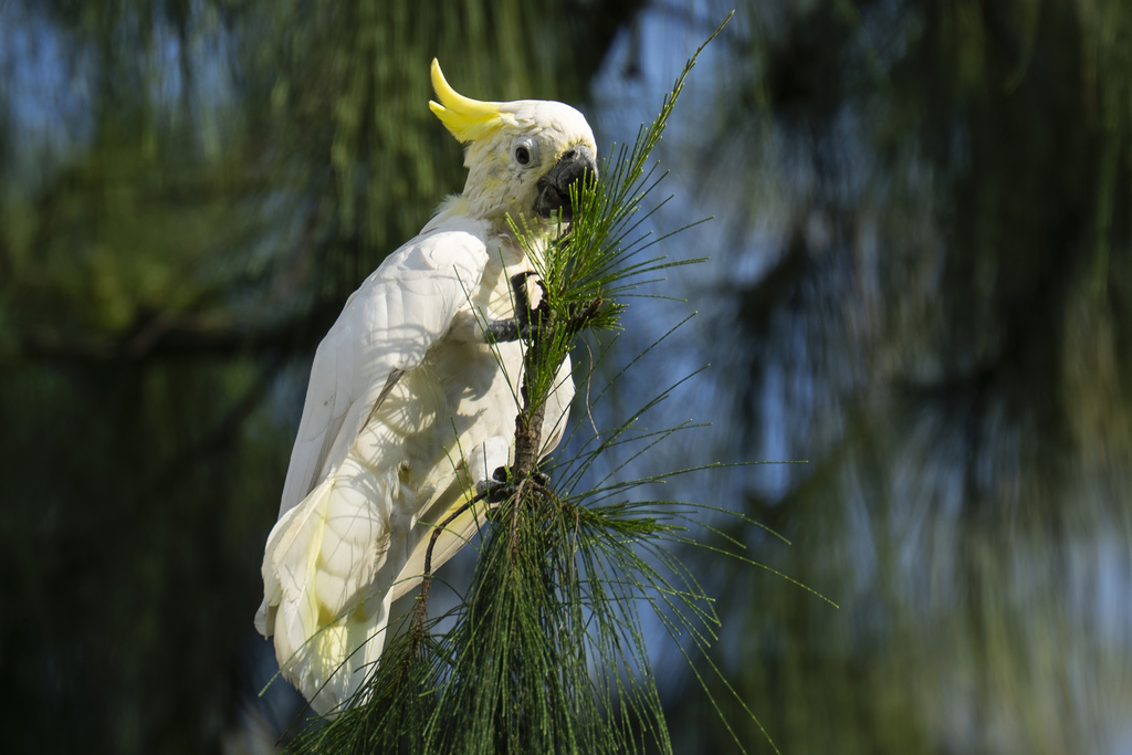 A wild yellow-crested cockatoo perches on a tree in Victoria Park in Hong Kong, on Aug. 22, 2025. (AP Photo/Chan Long Hei)