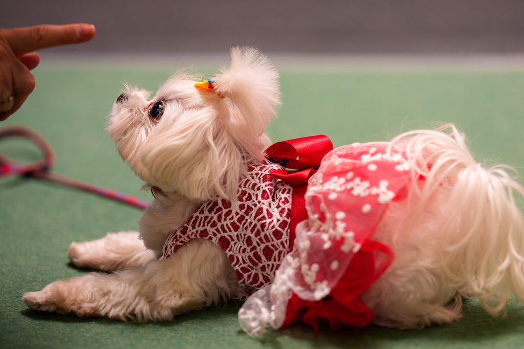A Bichon is lectured by its owner before taking part in a costume parade at the Pet Expo in Bucharest, Romania, Saturday, March 14, 2026. (AP Photo/Vadim Ghirda)
