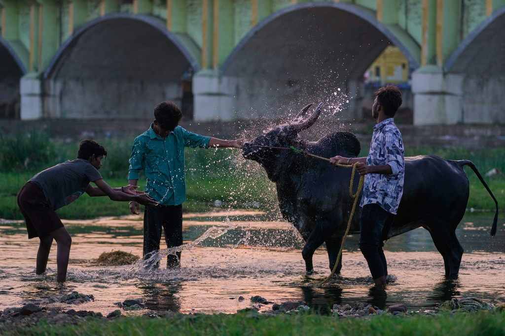 Caretakers bathe a bull for the Jallikattu bull-taming event at the annual harvest festival called Pongal in Madurai, India, Wednesday, Jan. 14, 2026. (AP Photo/Mahesh Kumar A.)