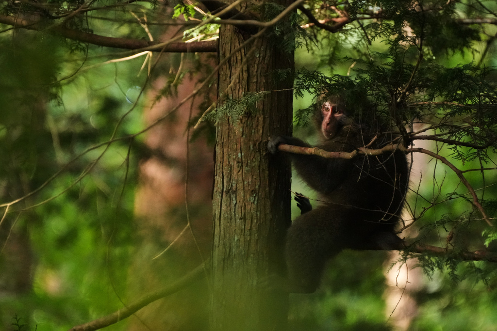 A monkey rests on a branch of a tree in the woods near a residential area in Azumino, central Japan, Thursday, Oct. 2, 2025. (AP Photo/Hiro Komae)