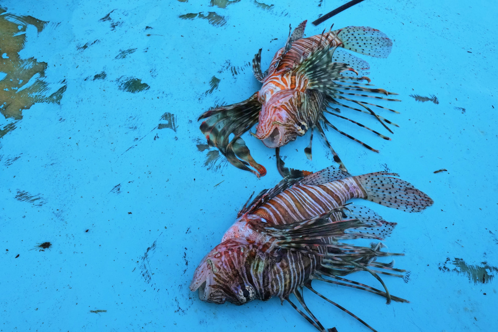 Lionfish lie on a fishing boat off the coast of Larnaca, Cyprus, in the eastern Mediterranean, early Saturday, Dec. 20, 2025. (AP Photo/Petros Karadjias)