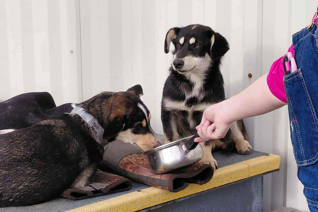 In this photo provided by Jacqui Lang, dogs whose owners had evacuated Kipnuk, Alaska, are fed by a volunteer as they were collected and flown to Bethel, Alaska, Wednesday, Oct. 15, 2025. (Jacqui Lang via AP)