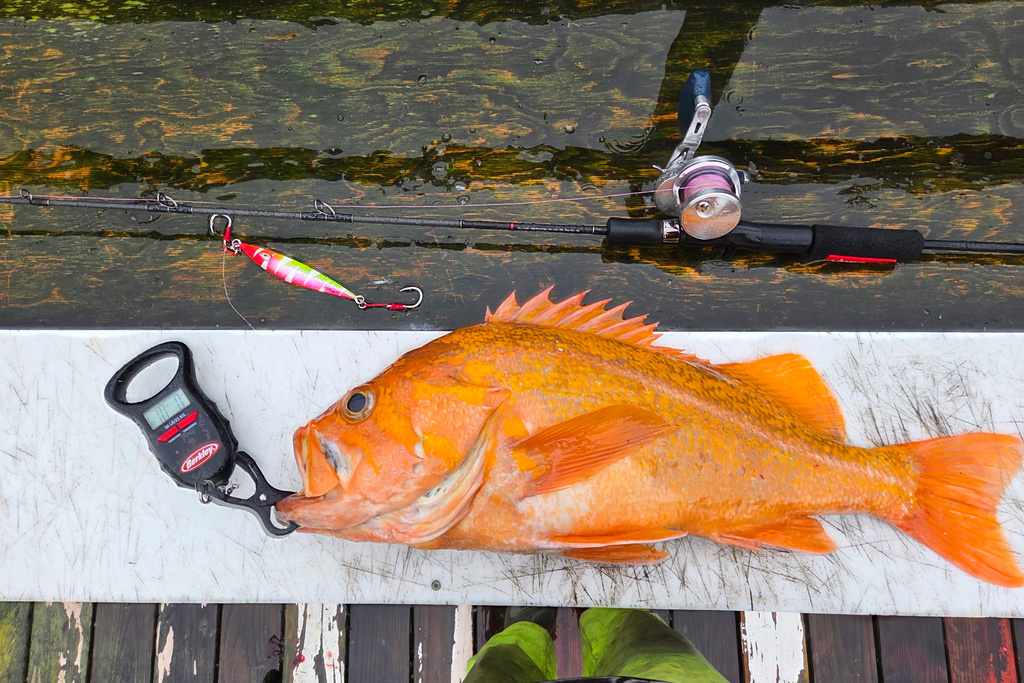 This photo, provided by Deirdre Lamb, shows a 10.25 lbs. canary rockfish caught by Mendocino County fisherman Brendan Walsh, of the coast of Albion, about 150 miles north of San Francisco on Tuesday, Dec. 16, 2025. (Deidre Lamb via AP)