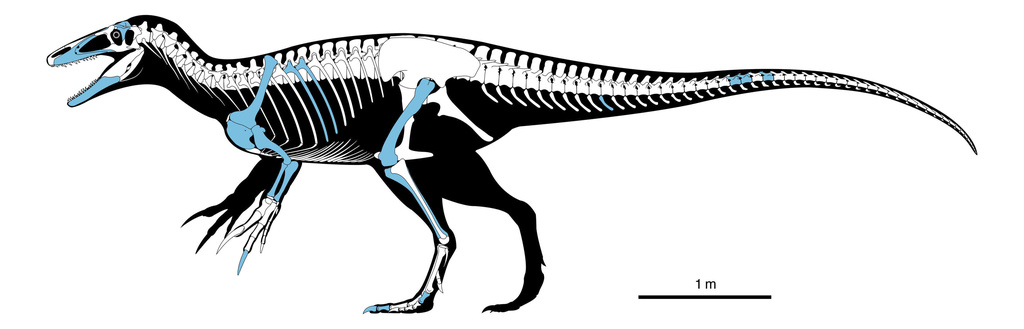 This rendering shows what a newly discovered dinosaur called Joaquinraptor casali may have looked like, with the bones that were uncovered in blue. (T.K. Robinson, Andrew McAfee via AP)