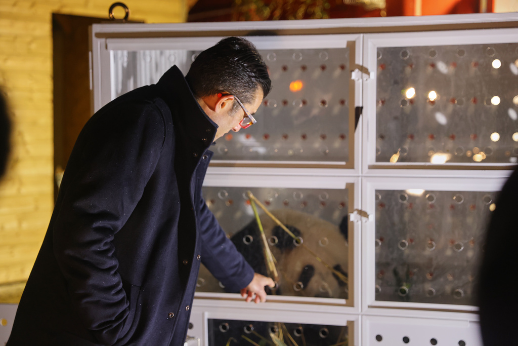 RETRANSMITTING TO CORRECT SPELLING OF NAME TO RODOLPHE NOT RUDOLF In this image released by the Zoo Parc de Beauval, Beauval Parc Zoo director Rodolphe Delord stands beside a cage containing one of the two pandas that will be flown to China, at the Beauval Zoo in Saint-Aignan-sur-Cher, France, on Tuesday, Nov. 25, 2025. (Zoo Parc de Beauval via AP)