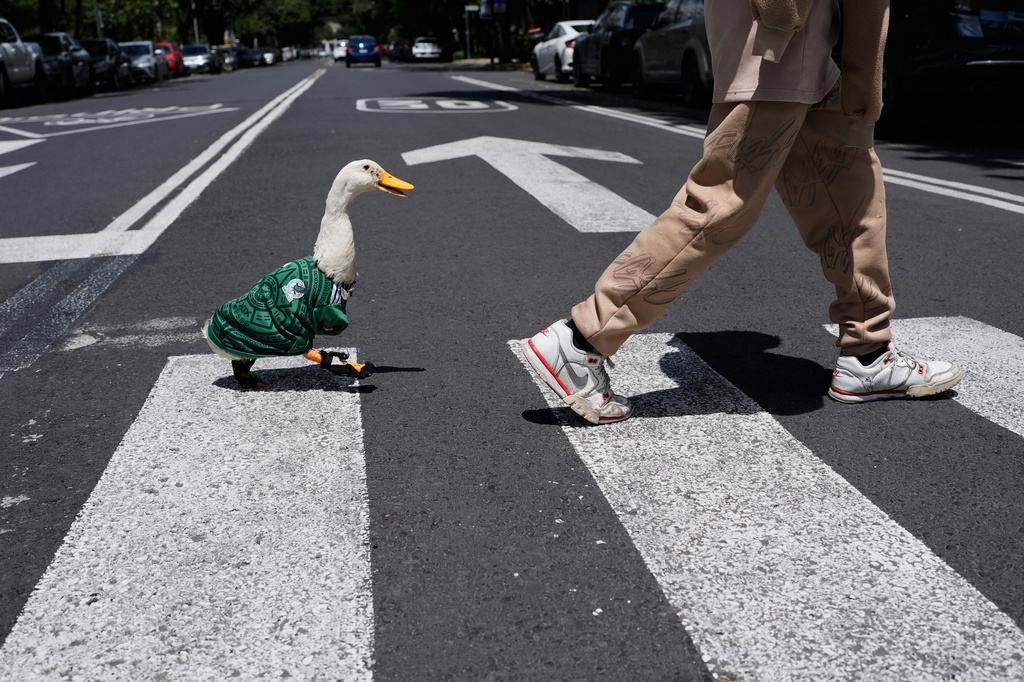 FILE - A duck named Merlin, dressed in a Mexico national soccer team jersey, follows his caretaker Christian Gomez as they cross the street in Mexico City, June 15, 2026. (AP Photo/Marco Ugarte, File)