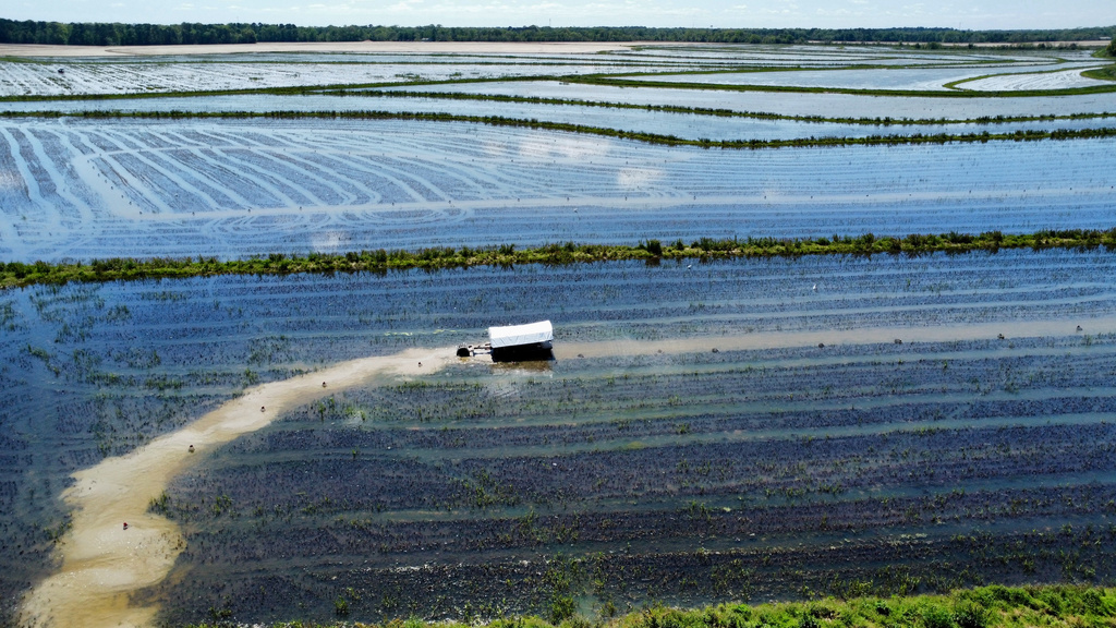 A crawfish boat harvests a crawfish pond in Crowley, La., Thursday, March 19, 2026. (AP Photo/Stephen Smith)