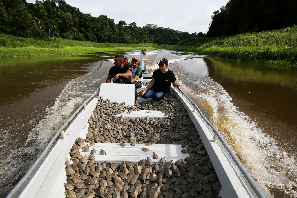Environmental agents of the Chico Mendes Institute transport turtle hatchlings (podocnemis expansa) to be released in the Abufari Biological Reserve, in Tapaua, Amazonas state, Brazil, Monday, Nov. 17, 2025. (AP Photo/Edmar Barros)