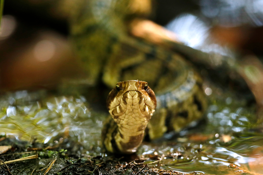 FILE - A venomous cottonmouth snake is seen July 30, 2019, at Fort Bragg in North Carolina. (AP Photo/Robert F. Bukaty, File)