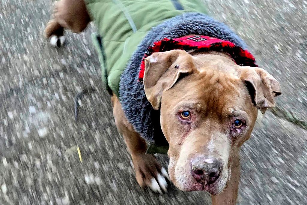 FILE - This image provided by Amanda Hergenreder shows a dog she named Biggby walking in Millington, Mich., Dec. 18, 2024. (Amanda Hergenreder via AP, File)