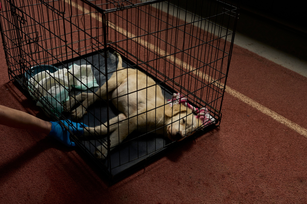 A volunteer tends to a dog rescued from recent wildfires at a temporary shelter inside a stadium in Megara, Greece, Wednesday, Aug. 5, 2026. (AP Photo/Petros Giannakouris)