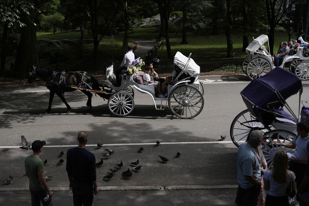 Horse dawn carriages gather at an entrance to Central Park in New York, Tuesday, Aug. 19, 2025. (AP Photo/Seth Wenig)