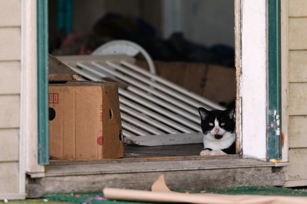 A cat looks out from a side door opening of a home where authorities say they removed 16 children and arrested four adults in Hamden, Ohio, Wednesday, July 1, 2026. (AP Photo/Carolyn Kaster)