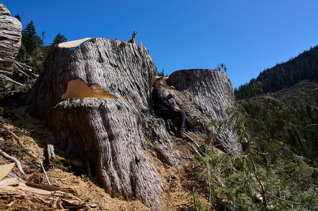 Veronika Sitar, an outdoor enthusiast, sits on the stump of a yellow cedar in a recently logged area of the Prince of Wales Range, near Campbell River, British Columbia, Sunday, May 31, 2026. (AP Photo/Annika Hammerschlag)