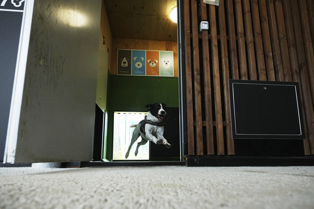 A dog named Zoe, runs out from one of the rooms of the Dog Relais, a hotel for dogs at Rome's Fiumicino International Airport, Wednesday, Sept. 17, 2025. (AP Photo/Alessandra Tarantino)