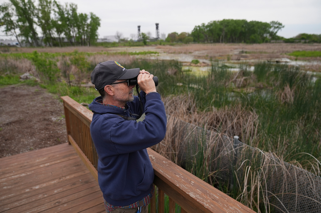 Supervisor Stephen Bell stands in Park No. 597, where a pair of bald eagles are raising two eaglets, on the south side of Chicago, Tuesday, May 12, 2026. (AP Photo/Erin Hooley)